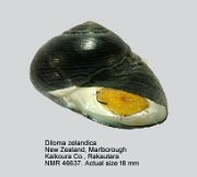 Diloma zelandica (2)